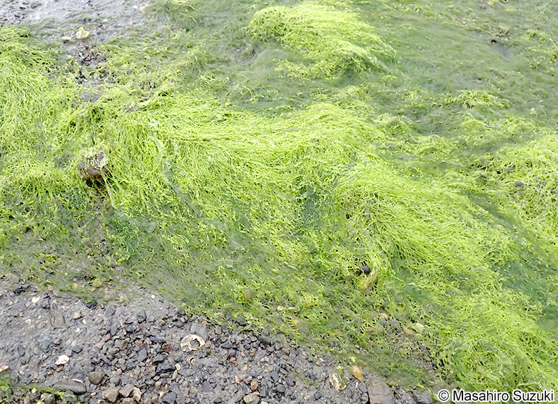スジアオノリ Ulva prolifera