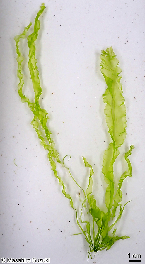 スジアオノリ Ulva prolifera