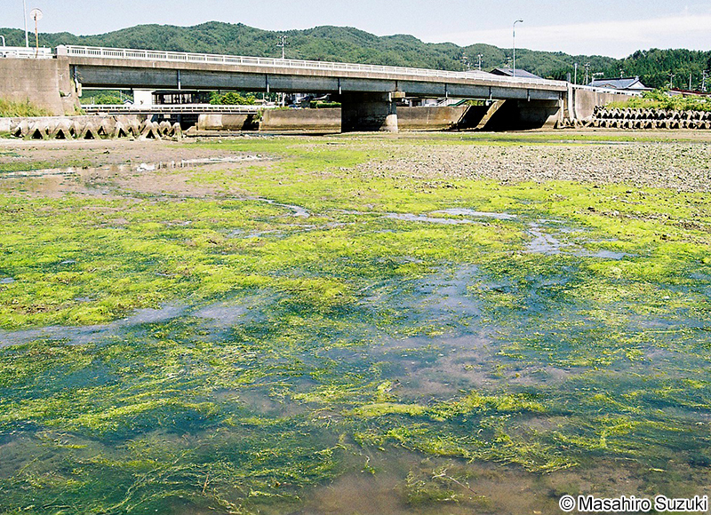 スジアオノリ Ulva prolifera