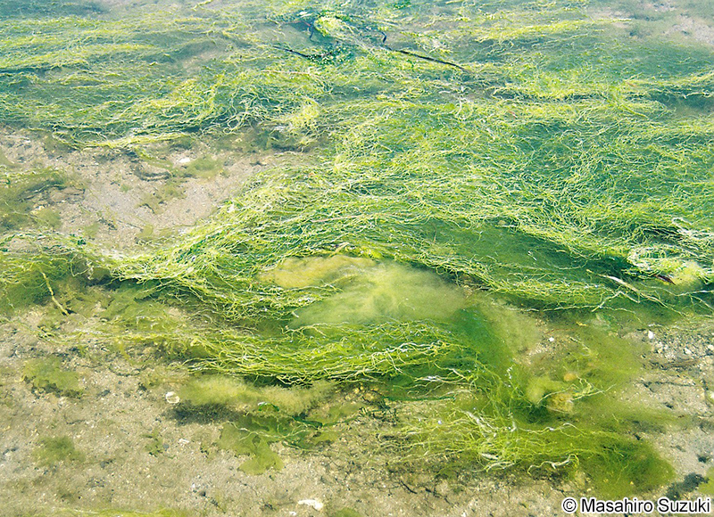 スジアオノリ Ulva prolifera