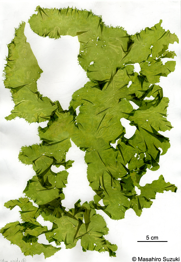 Ulva laetevirens