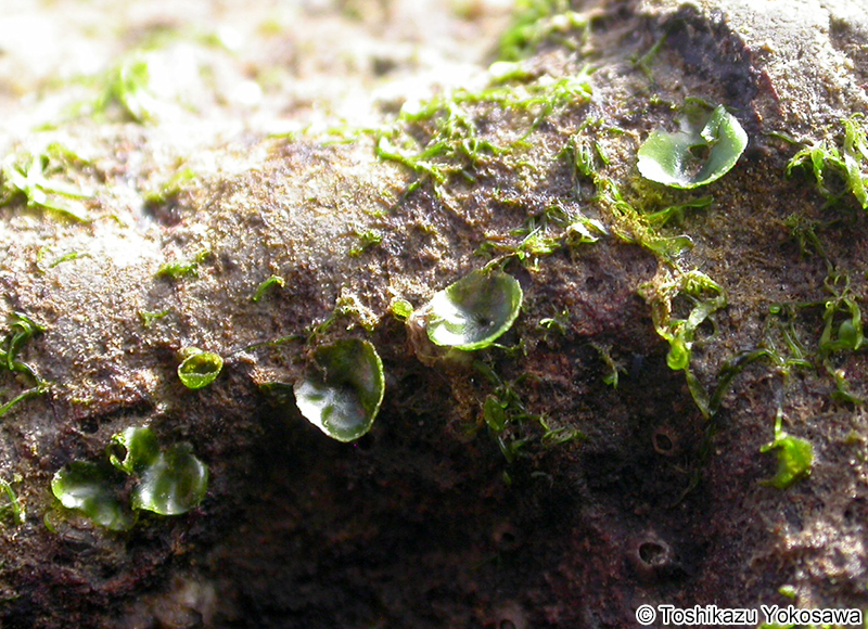 ヒメボタンアオサ Ulva tanneri