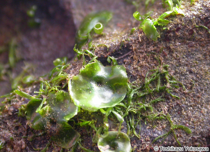 ヒメボタンアオサ Ulva tanneri