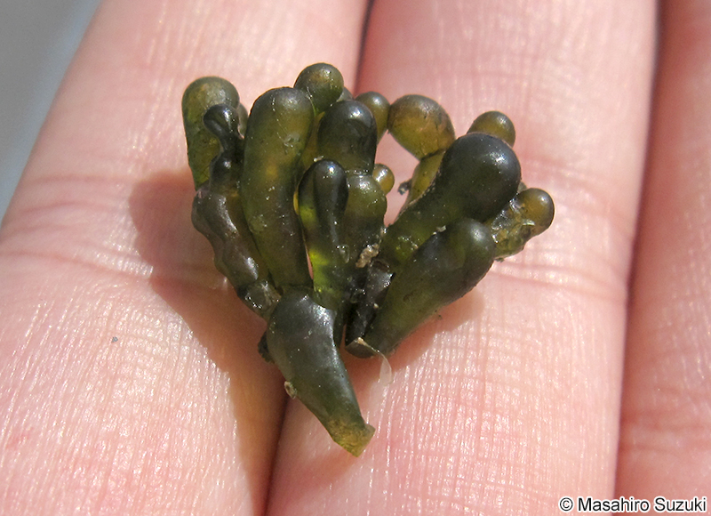 バロニア Valonia utricularis