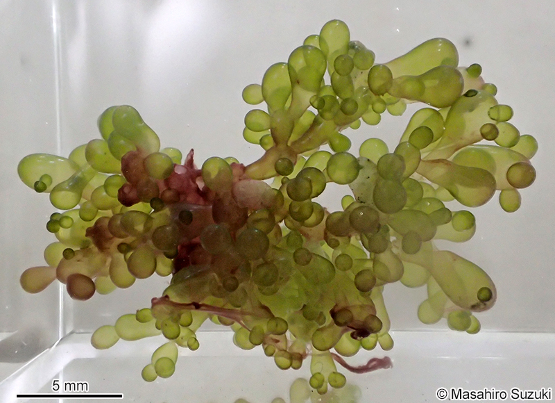 バロニア Valonia utricularis