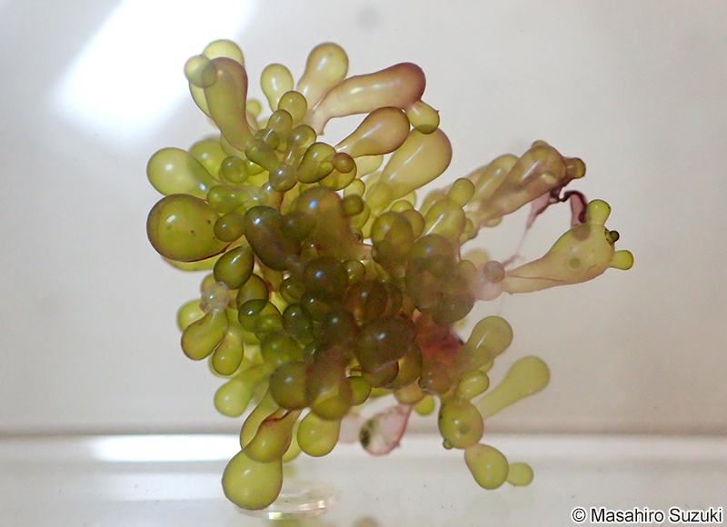 バロニア Valonia utricularis