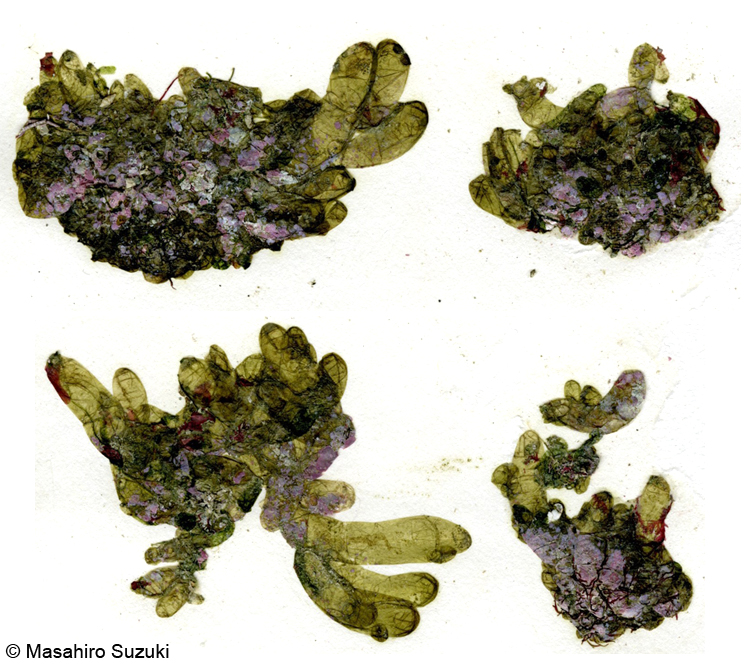 バロニア Valonia utricularis