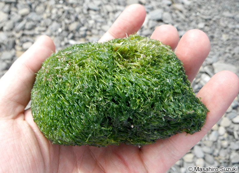 ホソバロニア Valoniopsis pachynema