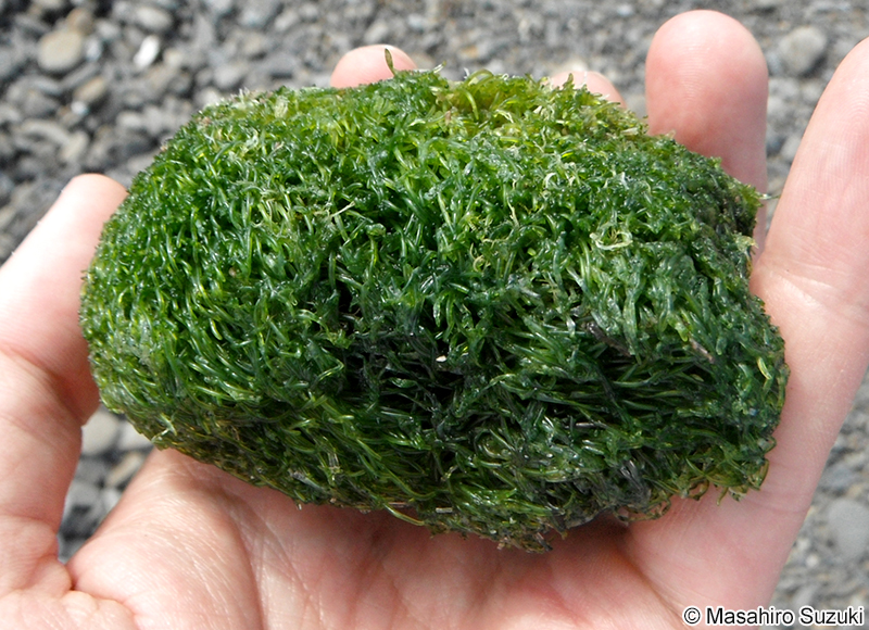 ホソバロニア Valoniopsis pachynema