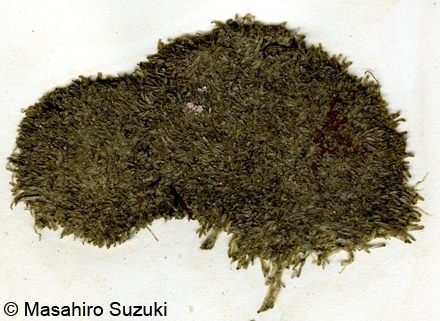 ホソバロニア Valoniopsis pachynema