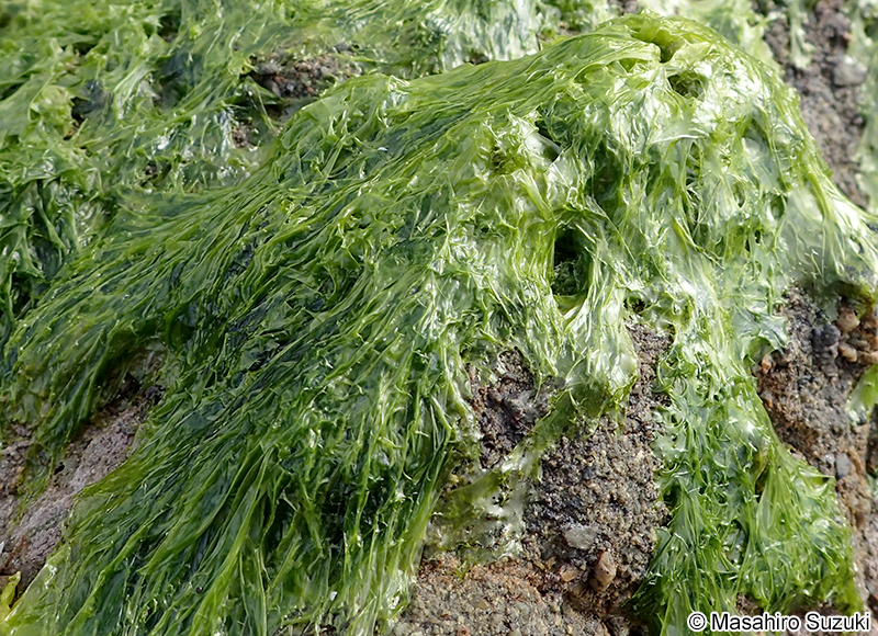 Gayralia kuroshiensis