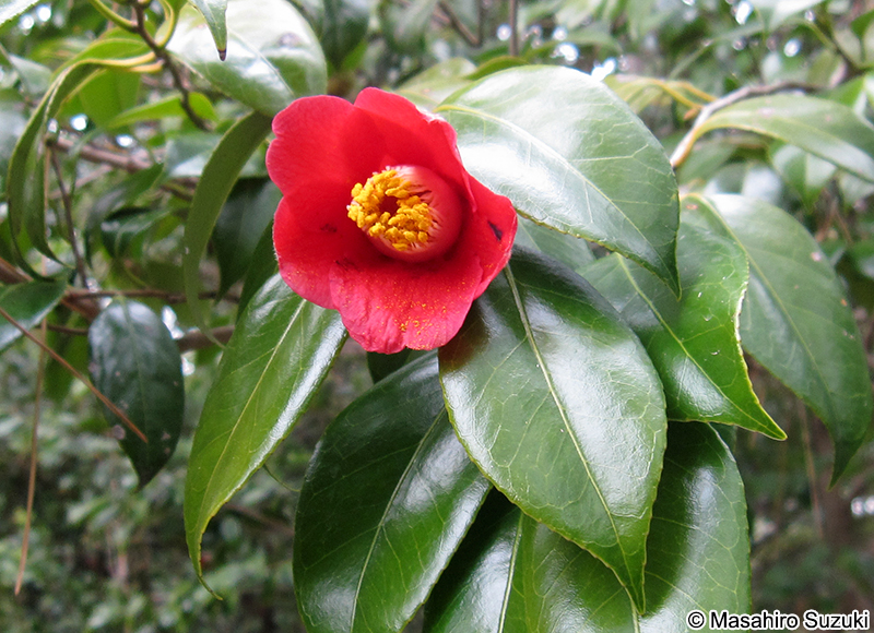 ヤブツバキ Camellia japonica