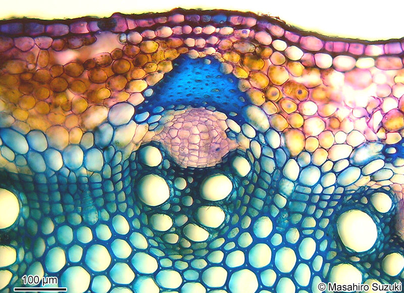 トルイジンブルーで染色したセンニンソウの茎の維管束