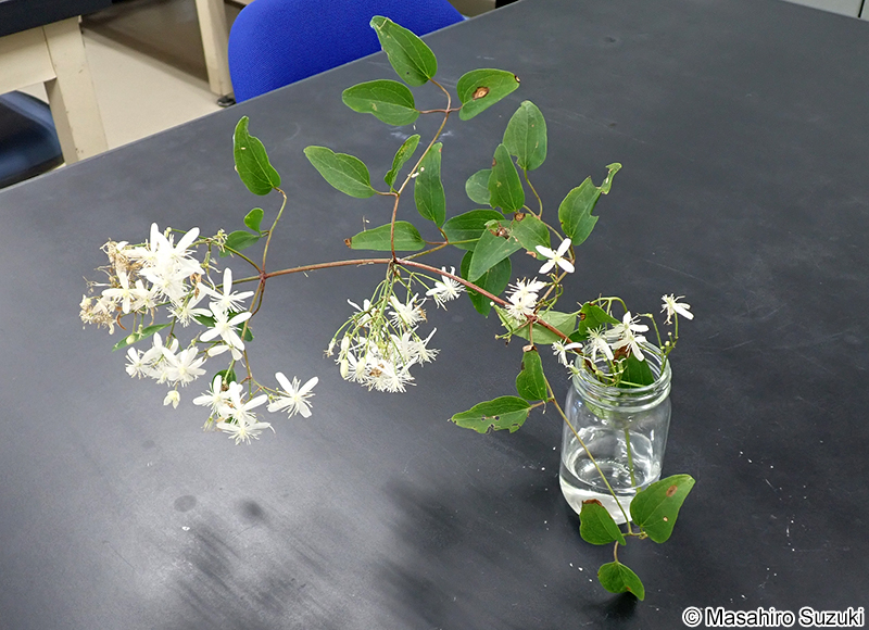 採集したセンニンソウ