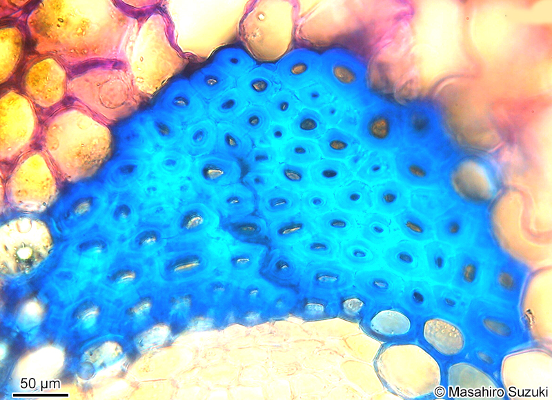 厚壁組織 sclerenchyma