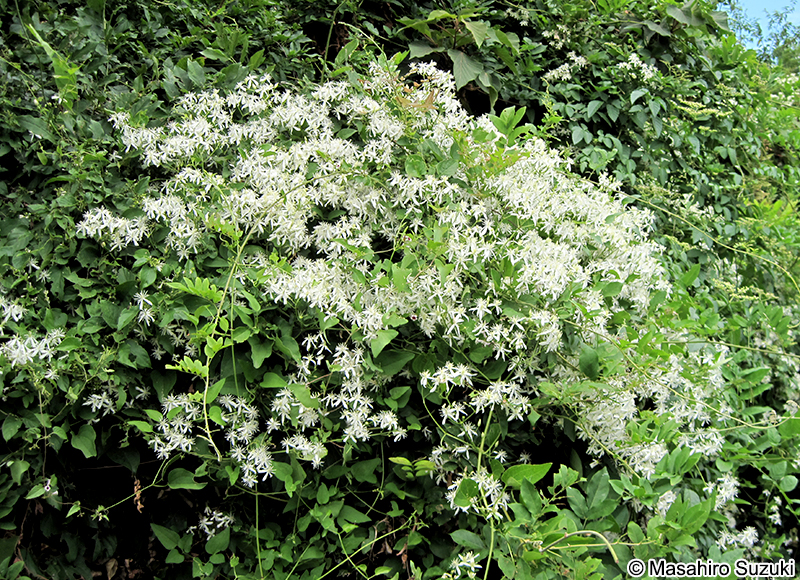 センニンソウの花