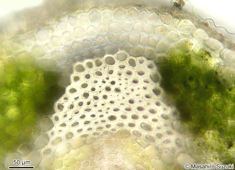 厚壁組織 sclerenchyma