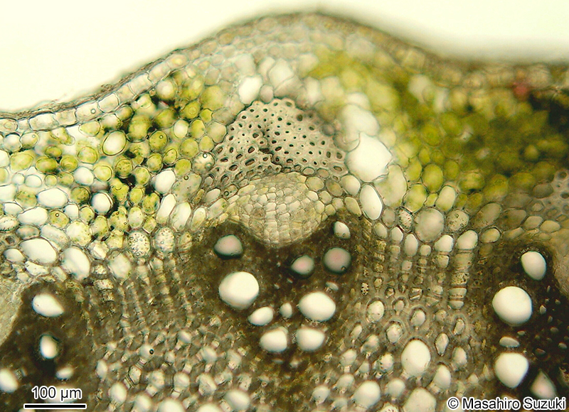 センニンソウの茎の維管束