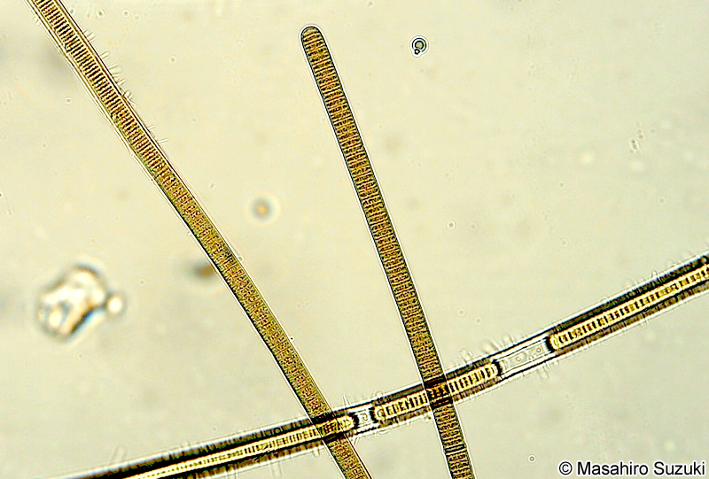 ユレモ科の1種 Oscillatoriaceae sp.