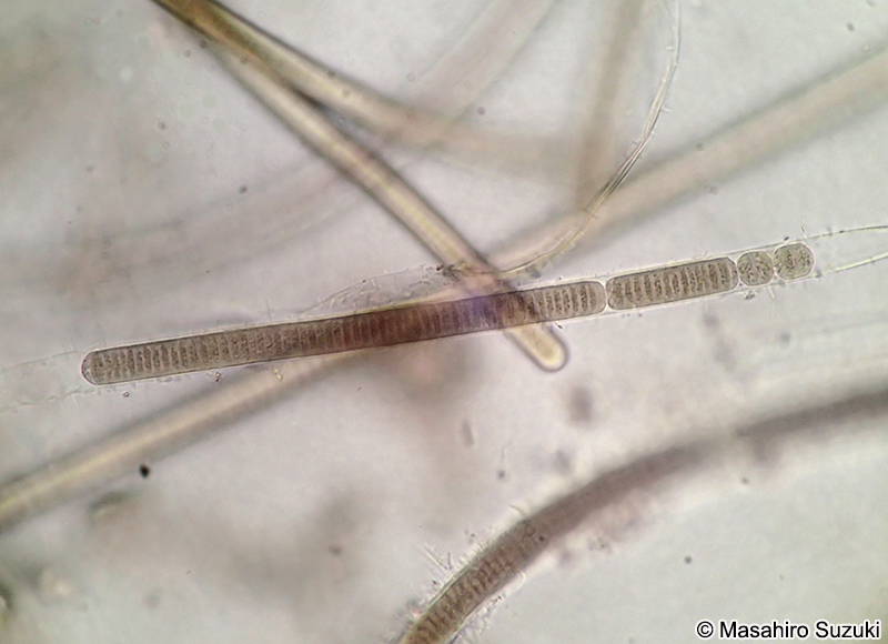 ユレモ科の1種 Oscillatoriaceae sp.