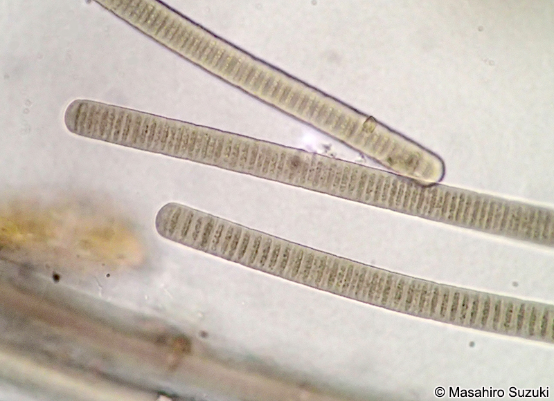ユレモ科の1種 Oscillatoriaceae sp.