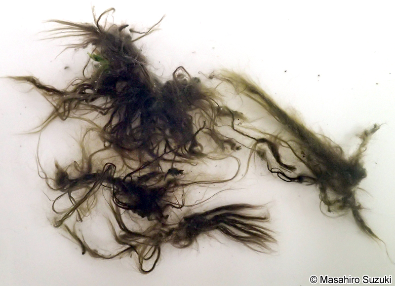 ユレモ科の1種 Oscillatoriaceae sp.