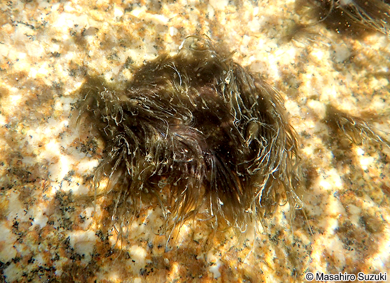 ユレモ科の1種 Oscillatoriaceae sp.