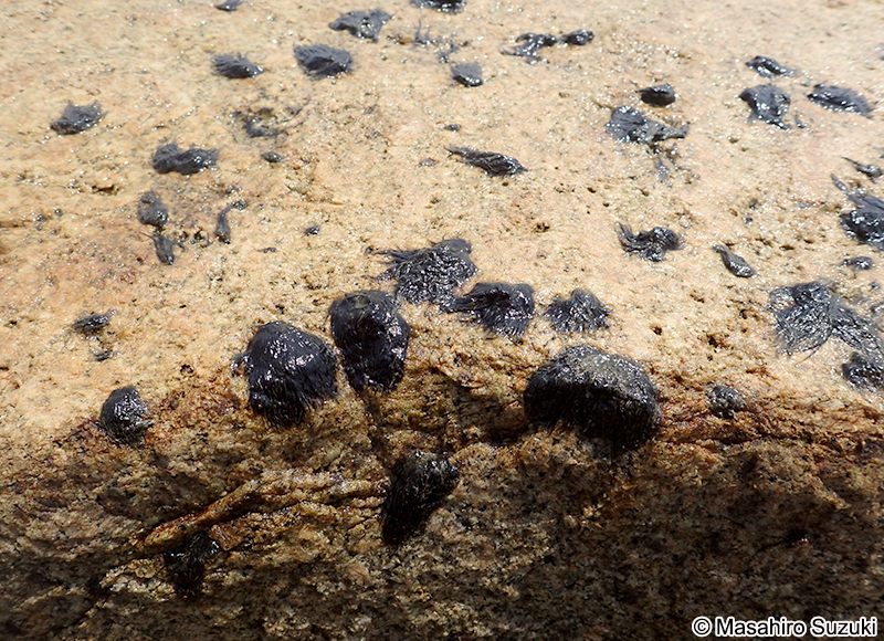 ユレモ科の1種 Oscillatoriaceae sp.