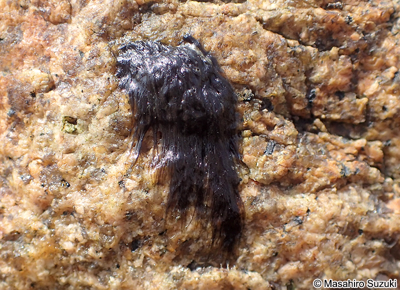 ユレモ科の1種 Oscillatoriaceae sp.