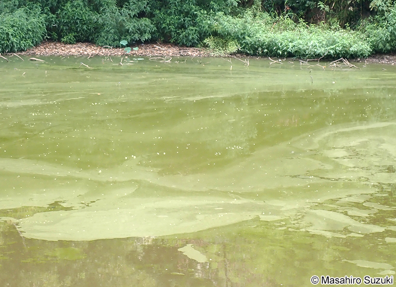 水の華