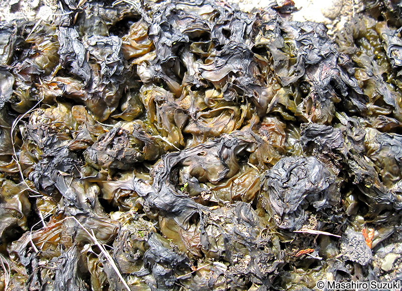 イシクラゲ Nostoc commune