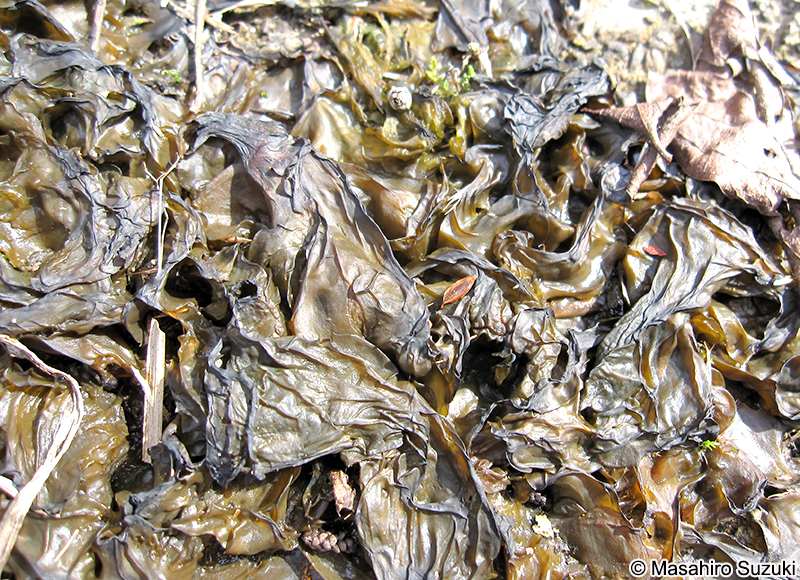 イシクラゲ Nostoc commune