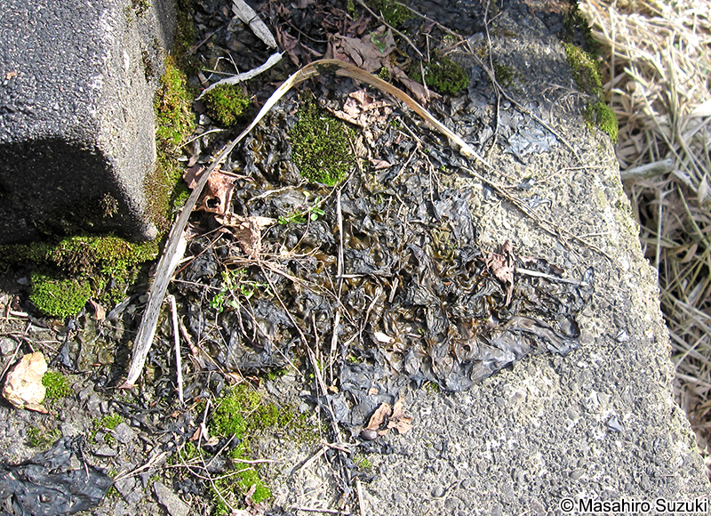 イシクラゲ Nostoc commune