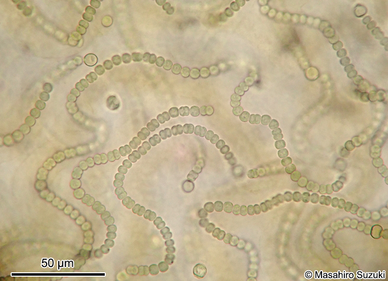イシクラゲ Nostoc commune