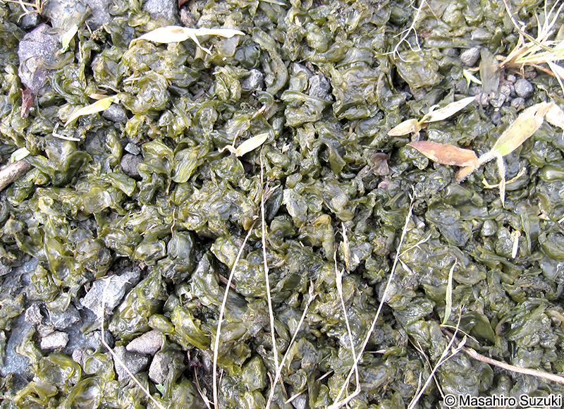 イシクラゲ Nostoc commune