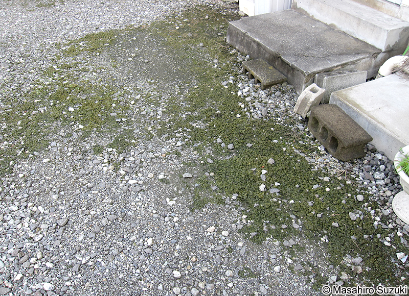 イシクラゲ Nostoc commune