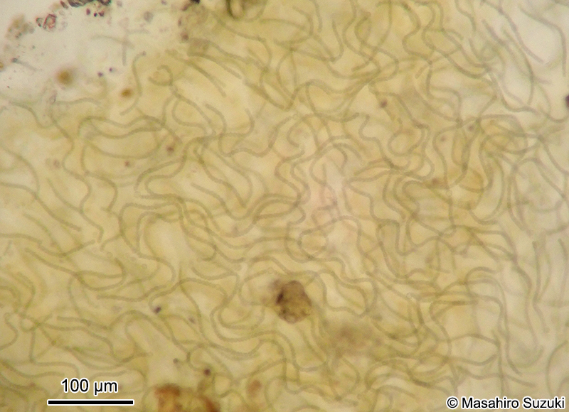 イシクラゲ Nostoc commune