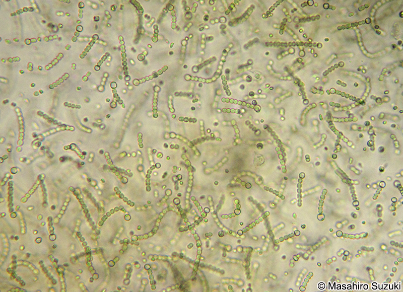 イシクラゲ Nostoc commune