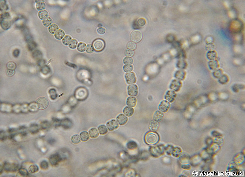 イシクラゲ Nostoc commune