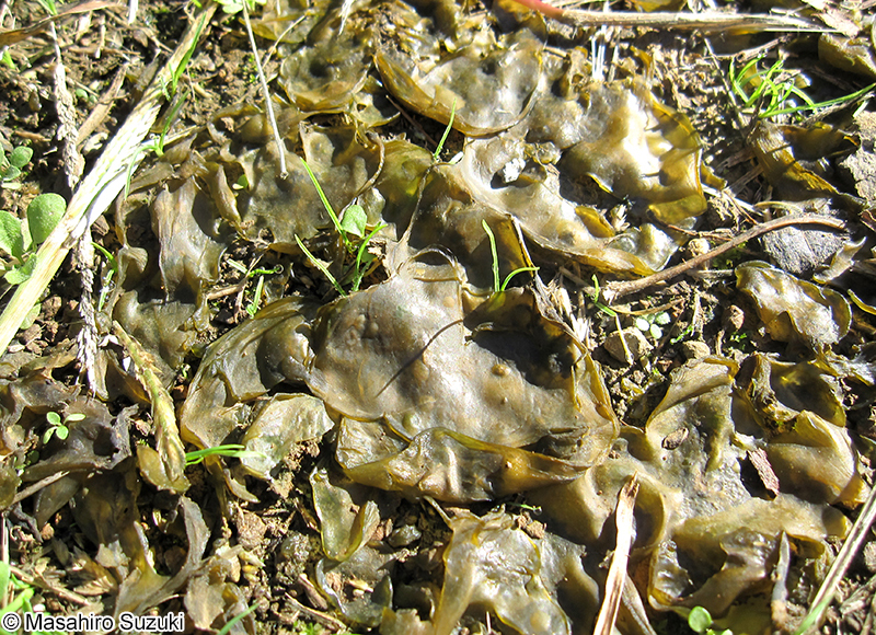 イシクラゲ Nostoc commune