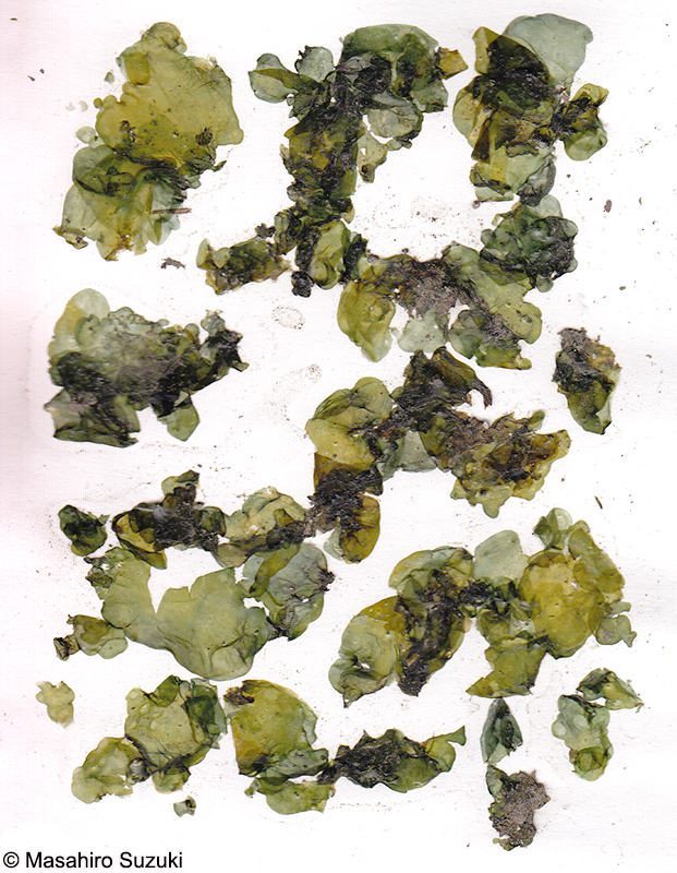 イシクラゲ Nostoc commune