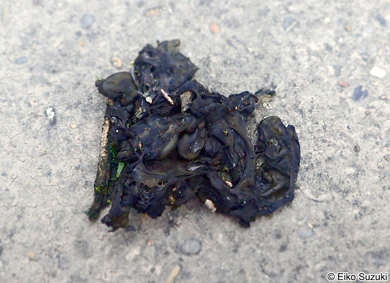 イシクラゲ Nostoc commune