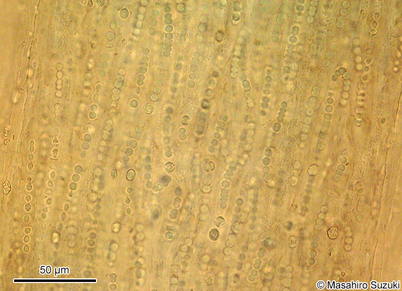 髪菜 Nostoc flagelliforme