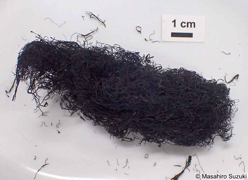 髪菜 Nostoc flagelliforme