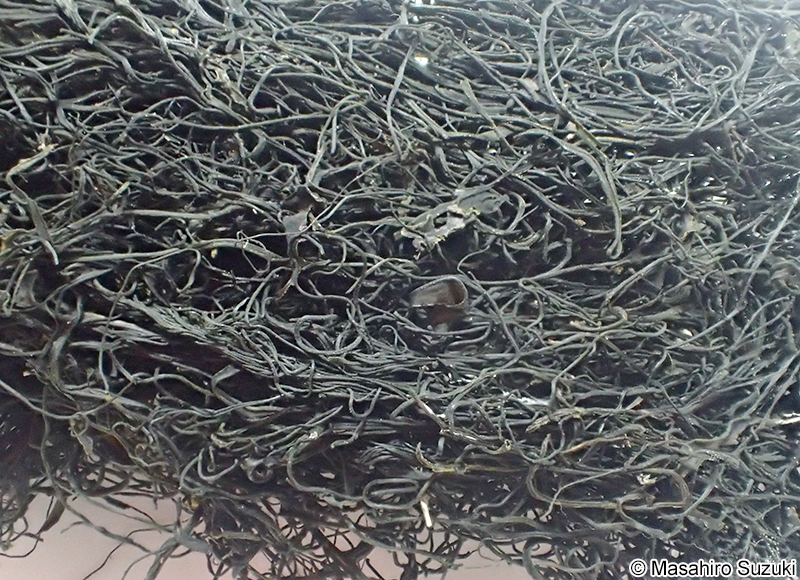 髪菜 Nostoc flagelliforme