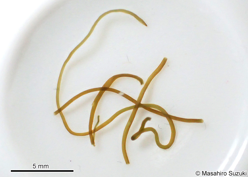 髪菜 Nostoc flagelliforme