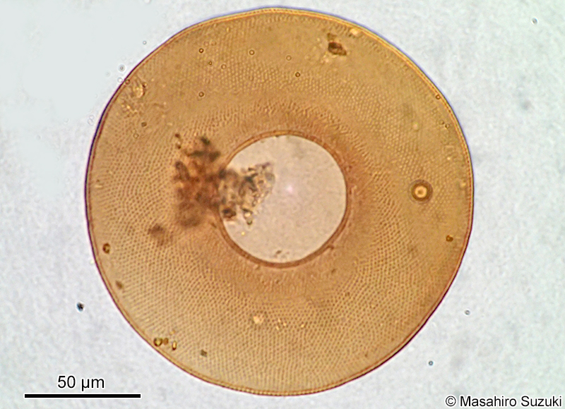 ヒラナベカムリ Arcella discoides