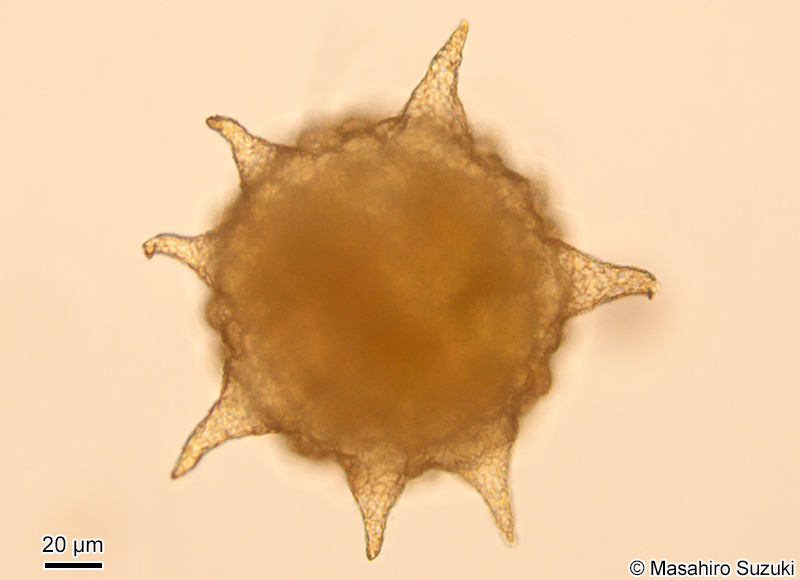 トゲツボカムリ Difflugia corona