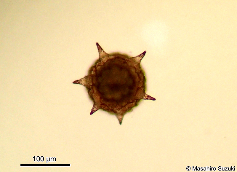 トゲツボカムリ Difflugia corona