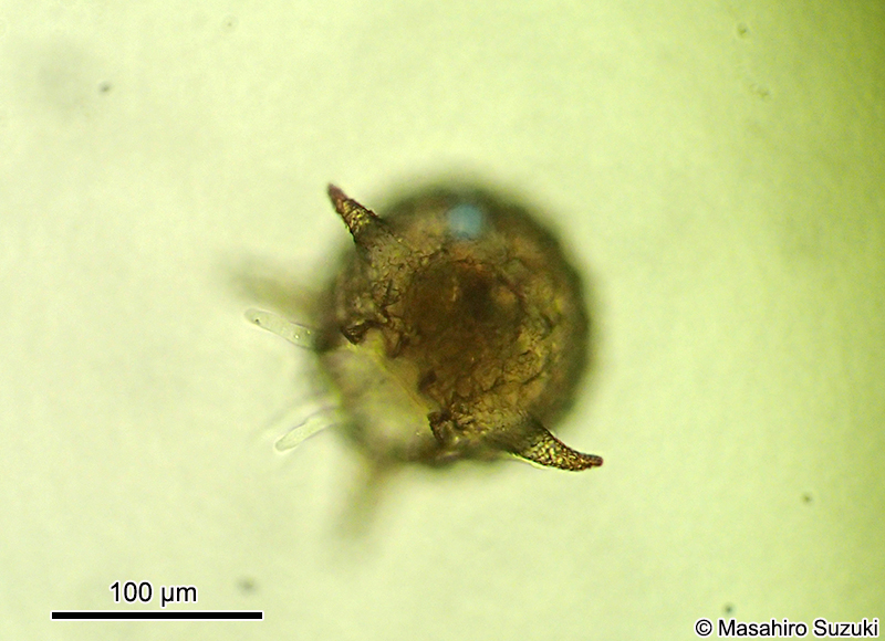 トゲツボカムリ Difflugia corona
